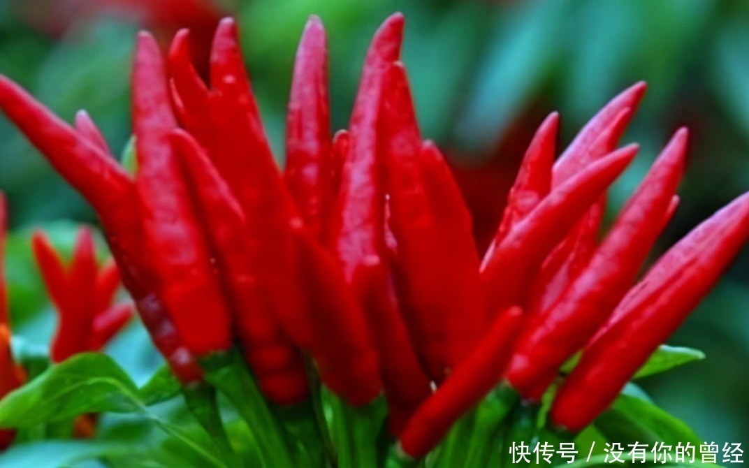 想长寿要先会吃,3种食物不能少,排毒养颜,滋润身体