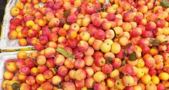 南方这“水果”火了,比蜜饯还甜,5毛一斤没人要,北方卖出高价