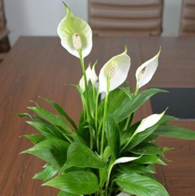 4种花是懒人福音,丢在水里就会疯长,新手都能养爆盆