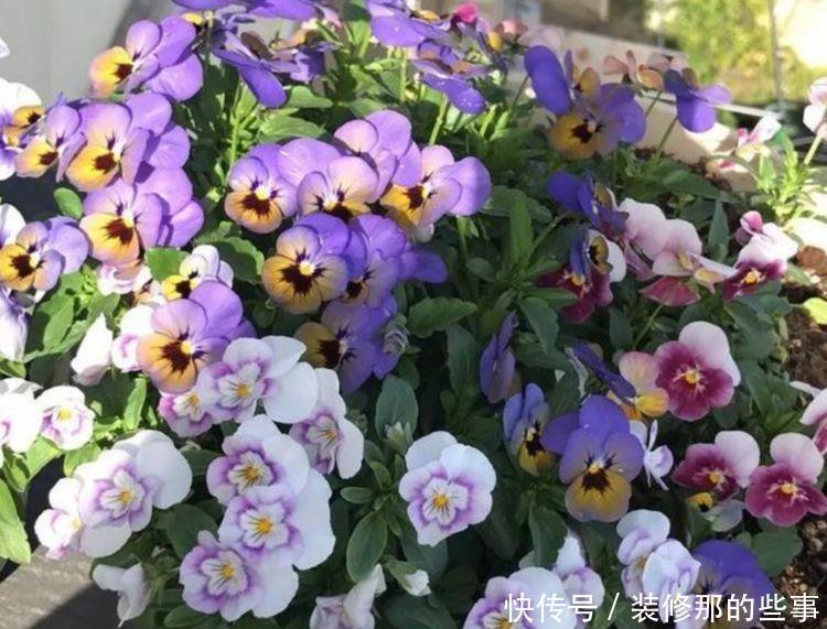 冬天就养几款花卉,好养易打理,对待新手很有好