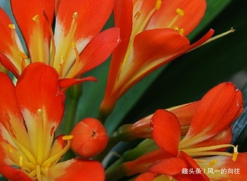 家养君子兰的3个小技巧，学会轻松花开爆满盆，建议收藏