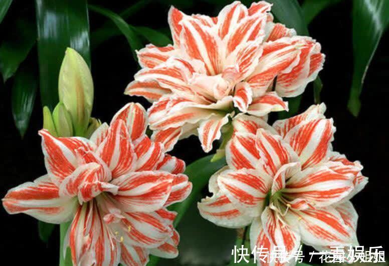 初夏养朱顶红，“6细节、2注意”学到手，开出大花朵