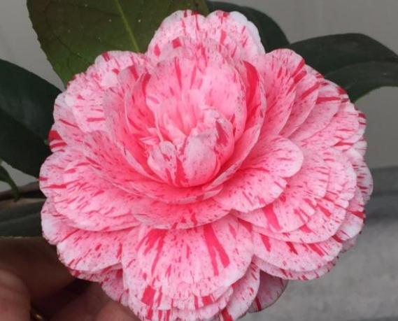 养花总“养死”3种“廉价花”养一盆,3月不用管,照样花儿爆