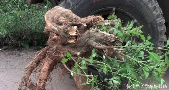 人说农村黄荆“不值钱”,放牛娃天天挖,说做成精品盆景就值了!