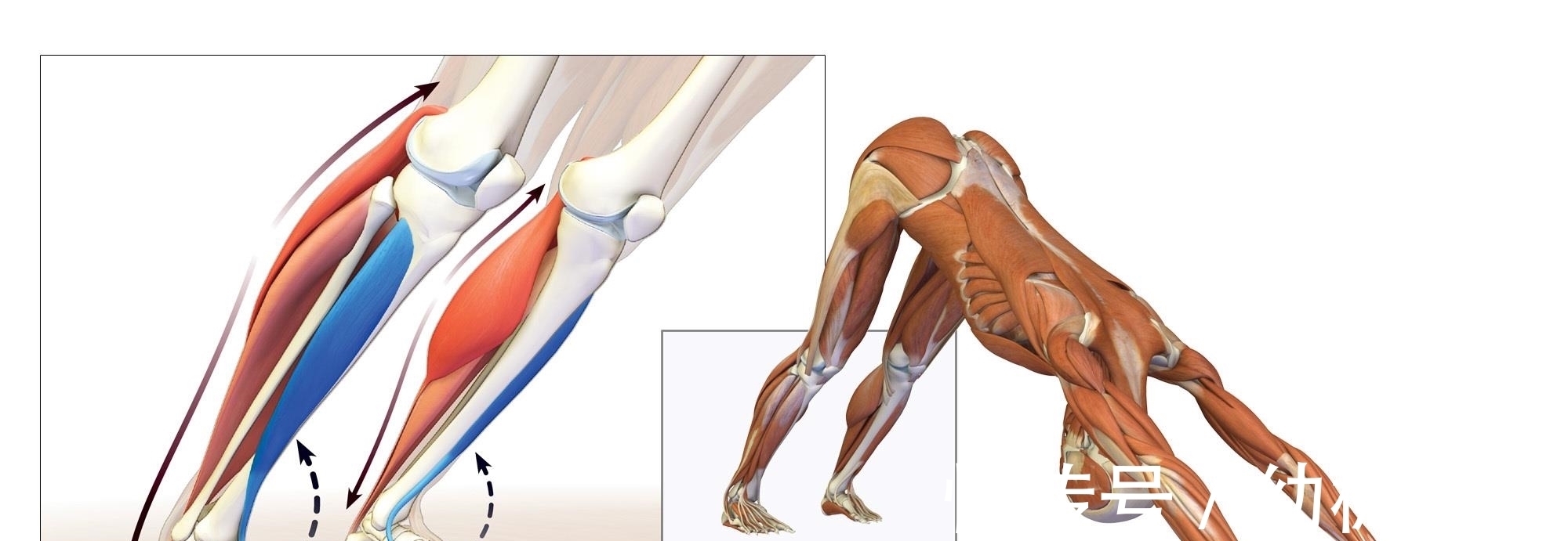 腓肠肌|练瑜伽下犬式脚跟无法触地？这些解剖常识你要知道！