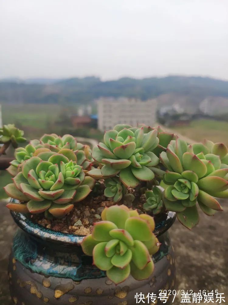 多肉是戒不掉的瘾!多肉小白入坑一年小记!