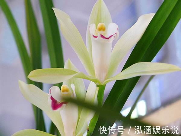 公正#此花姿态优美,色泽丰富而艳丽,被赋予了公平公正的含义