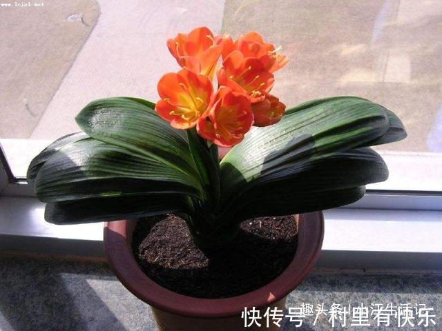 君子兰催花有技巧，啤酒加点“它”，花苞连着开，30天都不落！