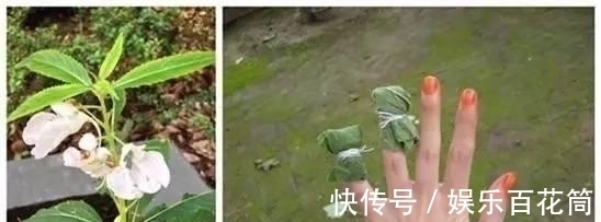 俗称“指甲花”，能染指甲能防蛇，却是“蛇蝎美人”，栽种要小心