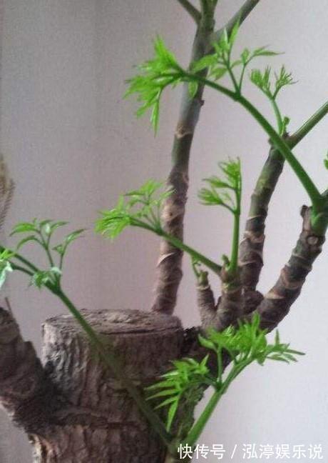 幸福树|幸福树盆栽,养护注意“4点”,新芽多,特别茂盛,还能养开花