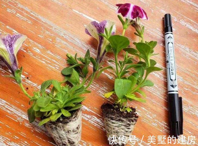 修剪|6种“漂亮花”，开完花别修剪，长满黑种子，第二年有惊喜