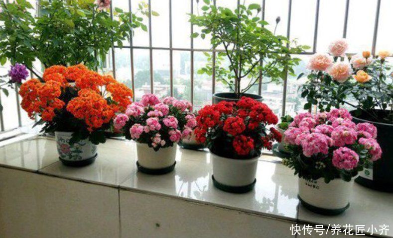 翻倍|夏季的长寿花,做好“二少二不缺”,植株健壮不黑腐,新芽能翻倍