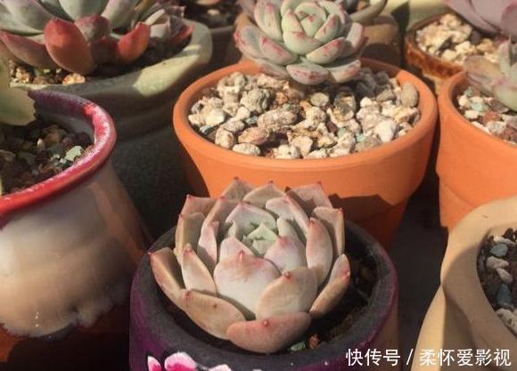 花盆里发现蚜虫、小黑飞？别头疼了，3个小技巧保管它们去无踪