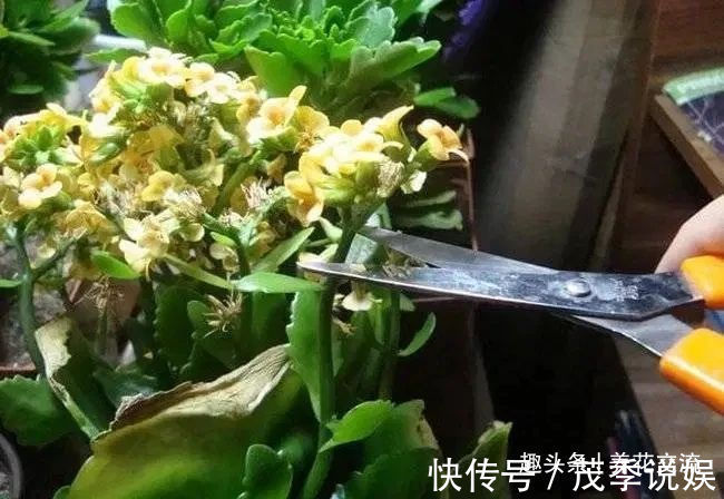 盆栽|室内盆栽长寿花开花指南,光照比肥料还重要,想要复花要学会修剪