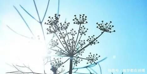 蔬菜|它是最厉害的绿叶蔬菜, 冬季吃它, 养阳驱寒, 还是胃病克星!