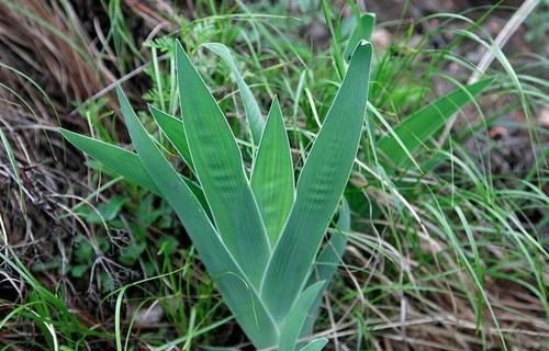 被人忽略的一味良药---射干