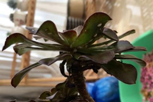 多肉黑法师能在卧室养吗？当然不行，它甚至都不适合放在室内养护