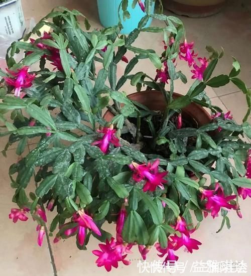 花芽|三角梅,蟹爪兰开花少,教你一个“土方法”,轻松爆花!