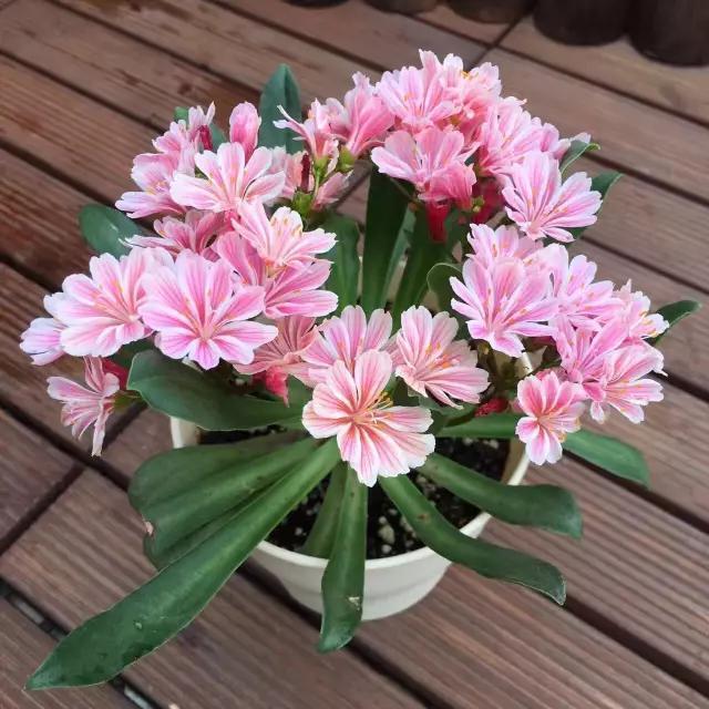 这花像长寿花一样好养，全年不间断的开花，太美了