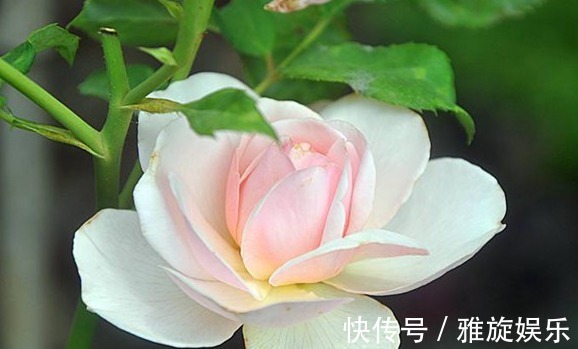 精品玫瑰|喜欢菊花，不如养盆“精品玫瑰”金辉，红边橙色，似少女裙沿镶边