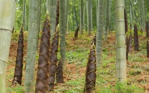 静脉曲张|春笋鲜嫩正当时但切忌不可贪嘴多吃,尤其这几类人注意要少吃