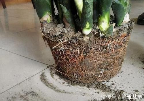 板结|虎皮兰不长新芽,多是犯了3个错误,改正了才能不断冒嫩芽