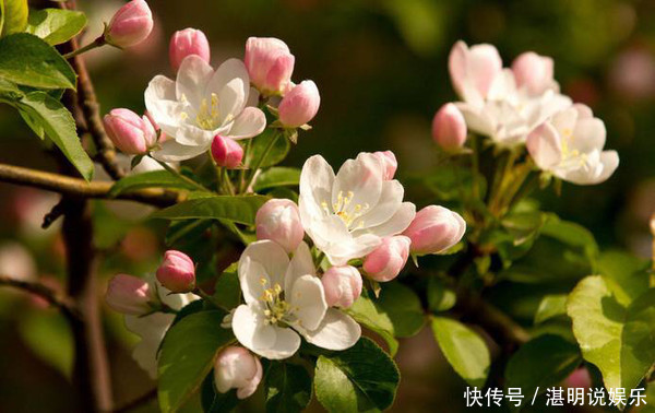 此花即使面临风吹雨打，依然傲然站立，就像是神仙一样的花