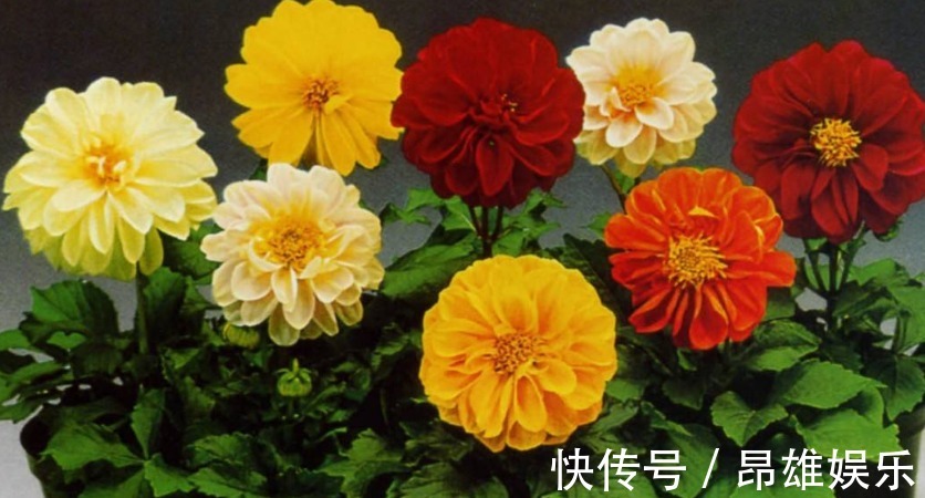 好心情|厕所摆上3种花,不但净化空气,还能驱赶蚊虫,上厕所有个好心情