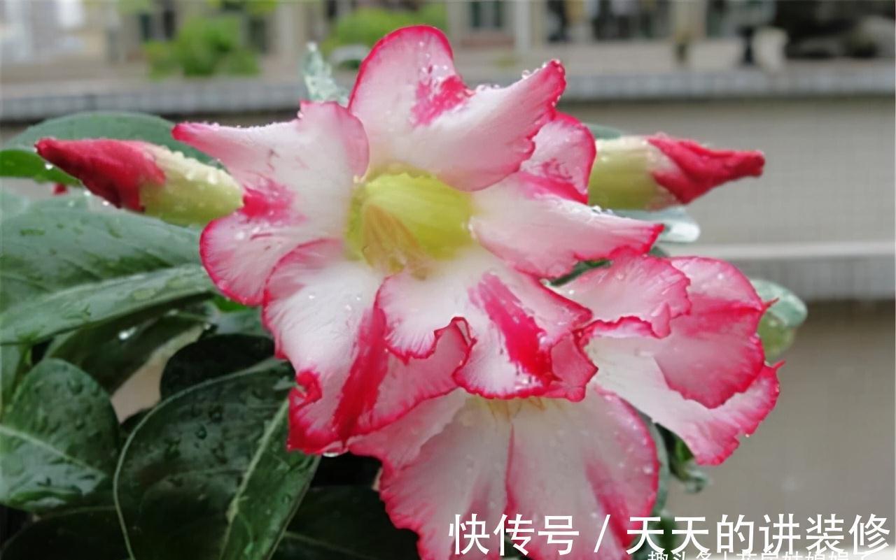 阳台再小,只要把它们养好,晒晒就能开花,打造成漂亮的小花园