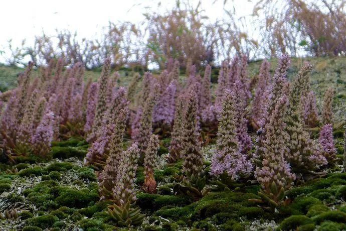 垂盆草|屋顶上的野草，人称“房神”，别再拔了，是福气！