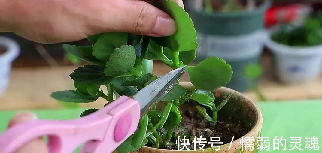 营养土|12月“扦插”3种花,明年春天就长花苞,超值