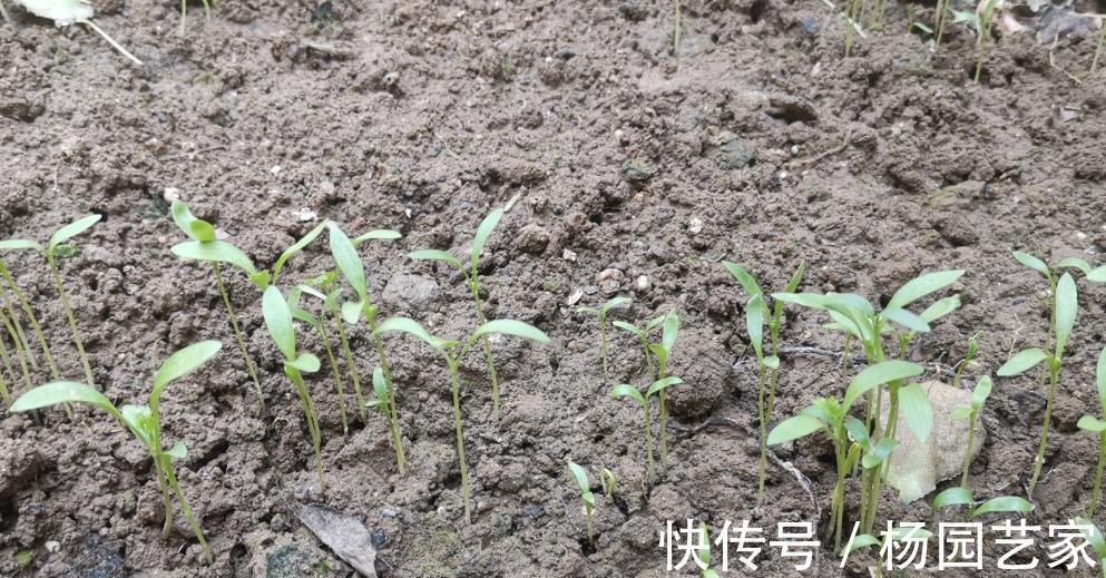 种植|立秋后，种上几样健康蔬菜，秋冬季节天天吃新鲜菜