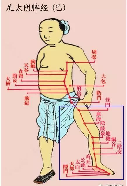 气血|每个人的小腿内侧，都隐藏着一个“秘密”