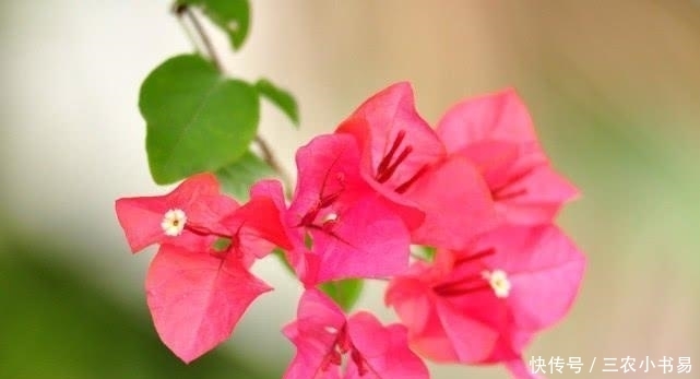 三角梅开花太容易, 别瞎整就不会黄叶