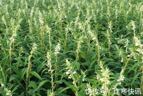 健康食品|女人要想皮肤好,多吃4物,不仅皮肤美白有弹性,还有许多好处