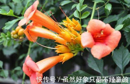 适合新手养的4种花,养护容易,价格低廉,香气浓郁