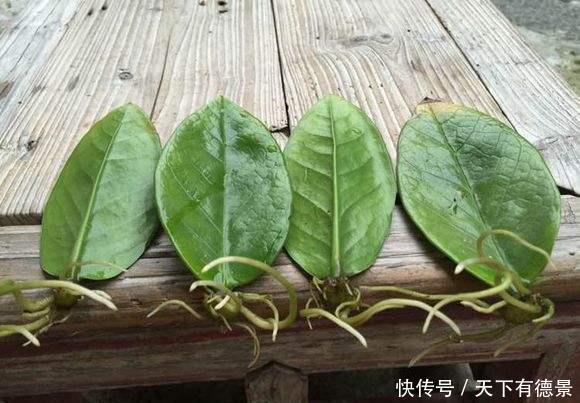 小牡丹|6种“漂亮花”,枝条剁8段,扦插就成活,开花似“小牡丹”