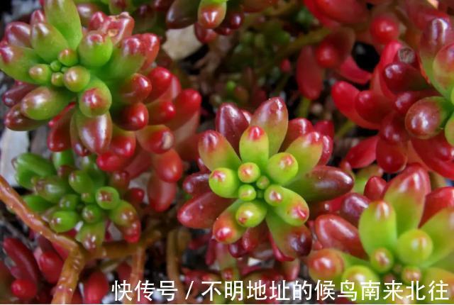 60种多肉图鉴及养护要点,1分钟学会,超全超实用!