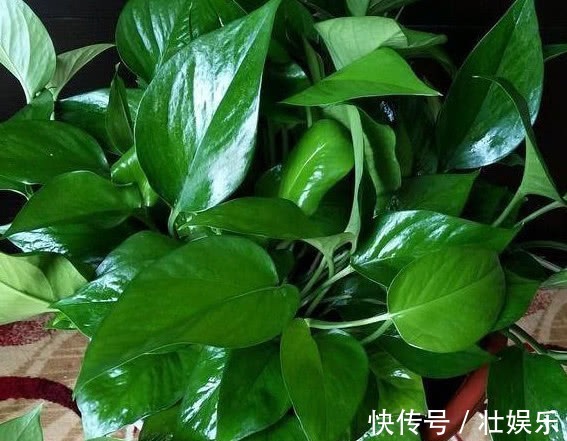 养绿萝、铜钱草,学会关键1招,叶子油绿长得旺,呼呼爆成绿瀑布