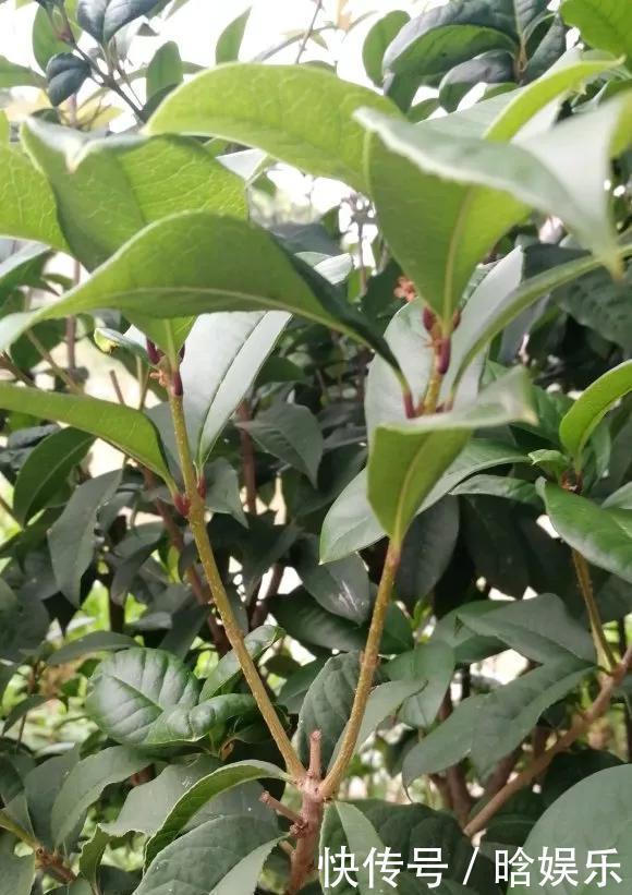 天热了就插4种花，生根快长势好，一插一大盆