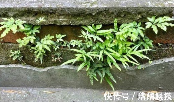 野草|老一辈常吃,现在基本看不到的“野草”,小孩吃了智商高