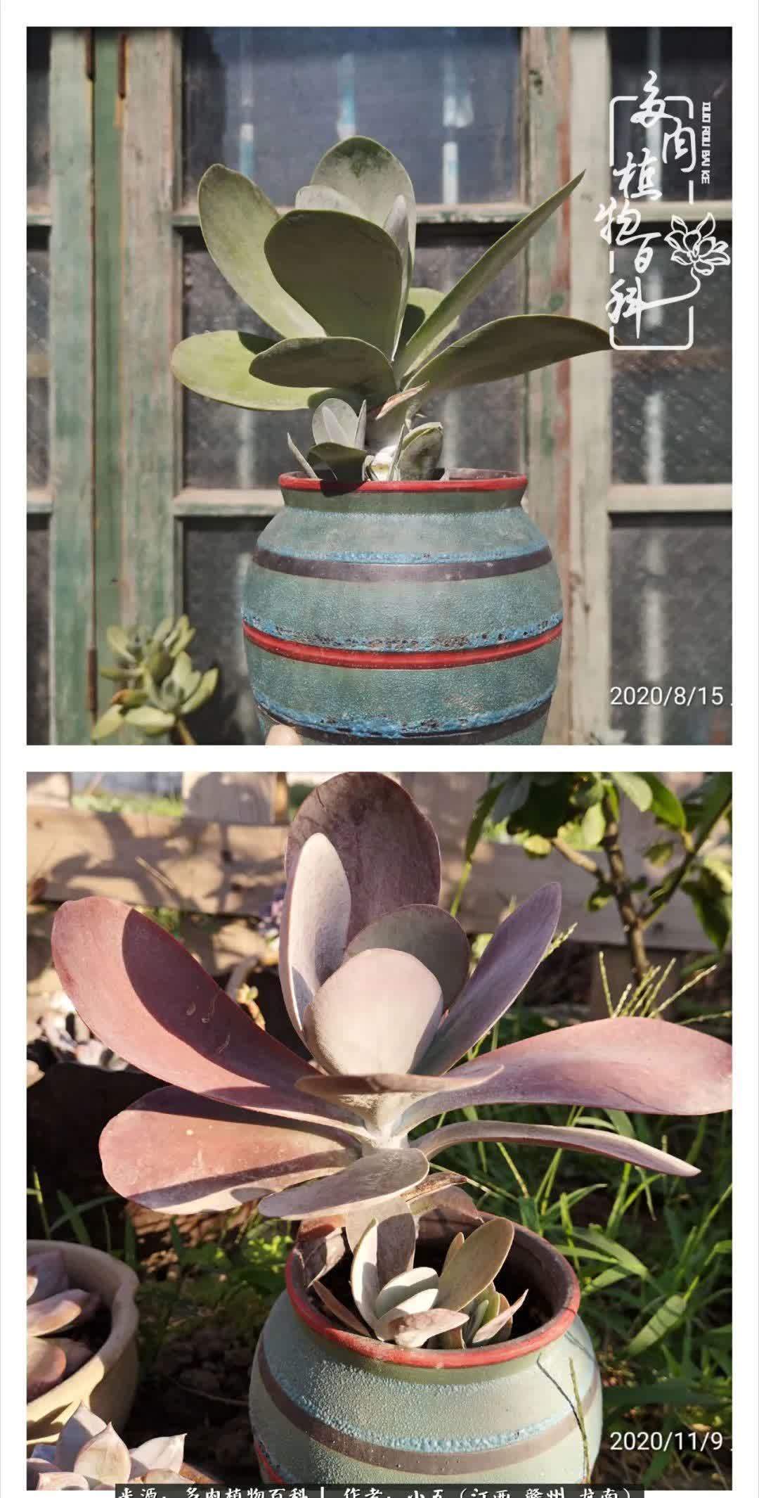 懵懵懂懂入肉坑，跌跌撞撞养多肉