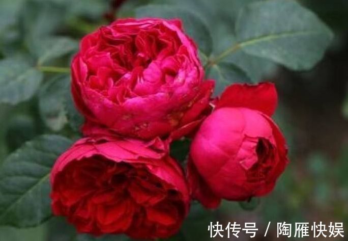 喜欢牡丹，不妨养盆“精品玫瑰”红色伊甸园，开花爆盆，花比叶多