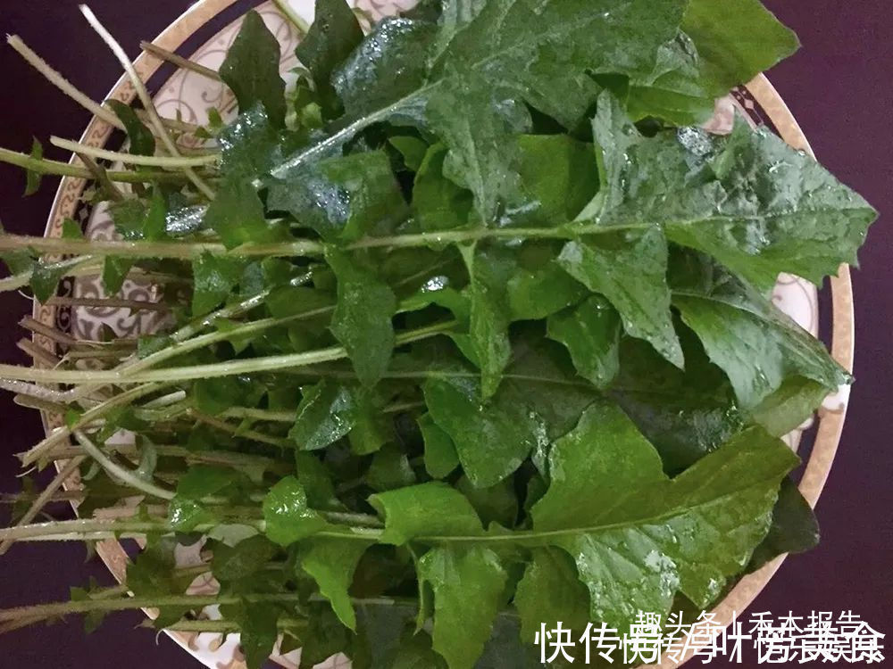 黄鹌菜|曾是穷苦人的救命菜,如今成民间极品野菜,做腌菜是一绝,别错过