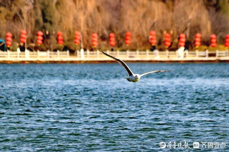 大明湖|好景山东｜海鸥打卡济南大明湖！捕鱼炫技走起