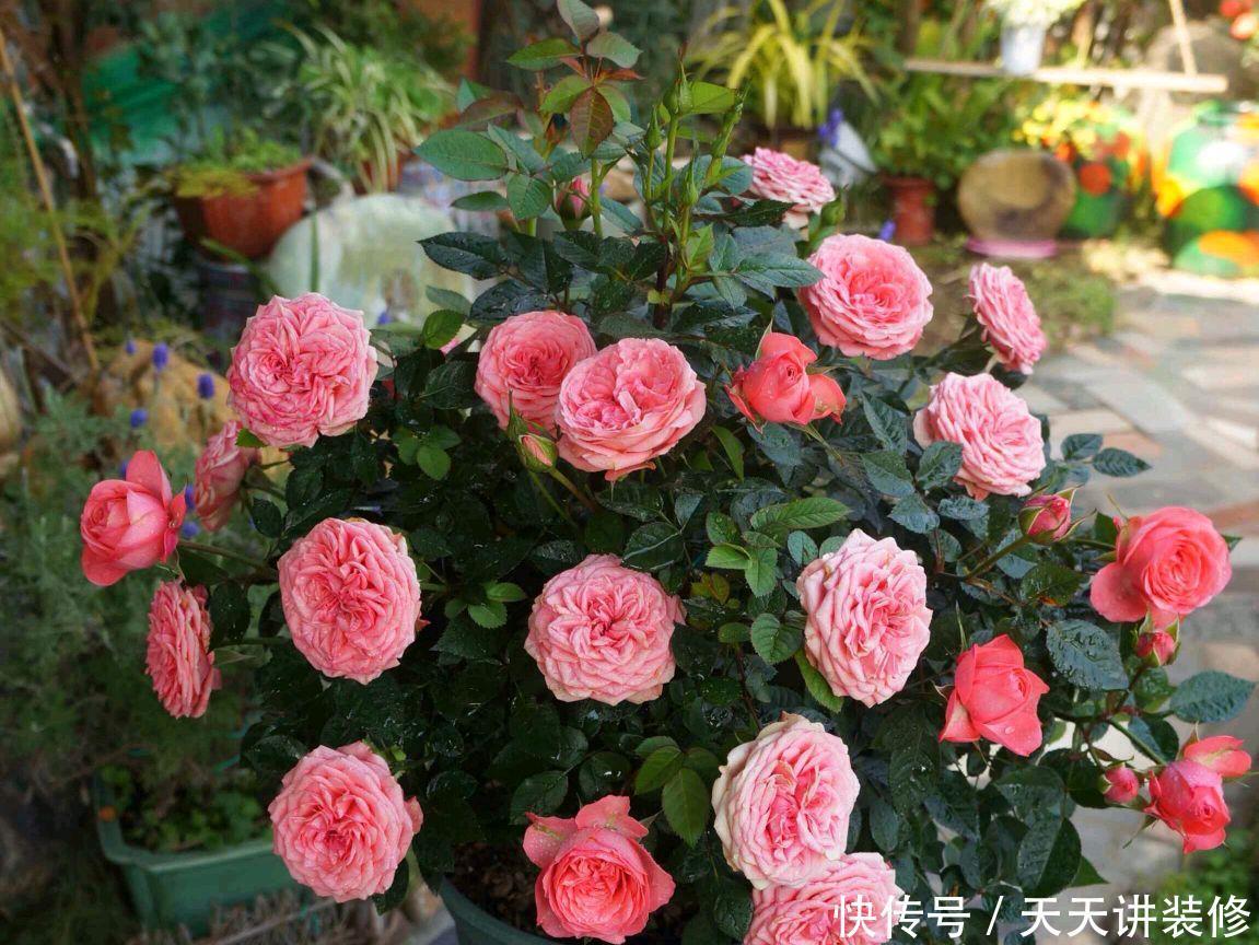 花店|五月逛花店，5种花不值得买，买了也浪费，要记得