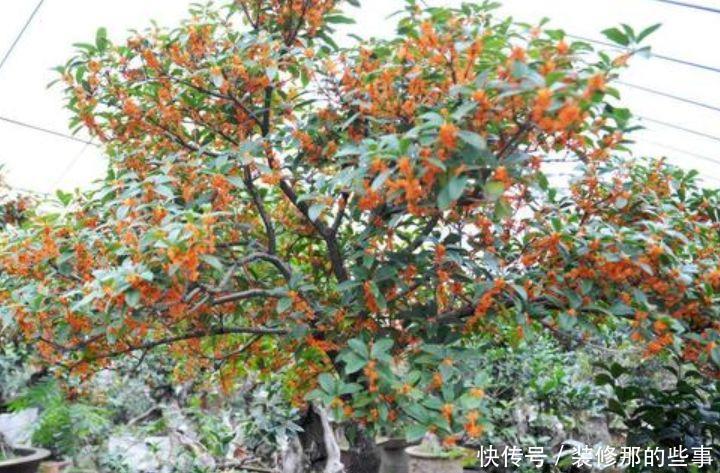 超漂亮的4种花,开花幽香暗淡,花型圆滚惹人爱,值得拥有