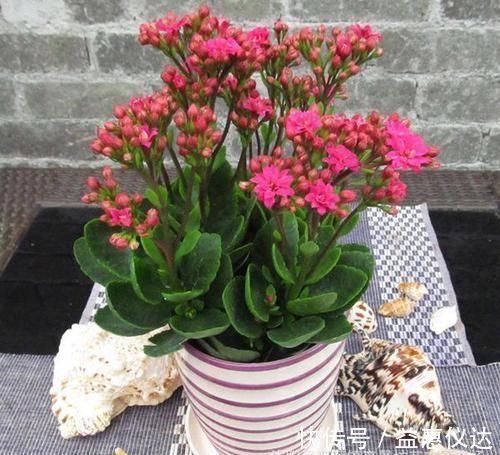阳台上|到了冬季就盆栽这7样花卉,耐寒能力强,开花美丽又喜庆