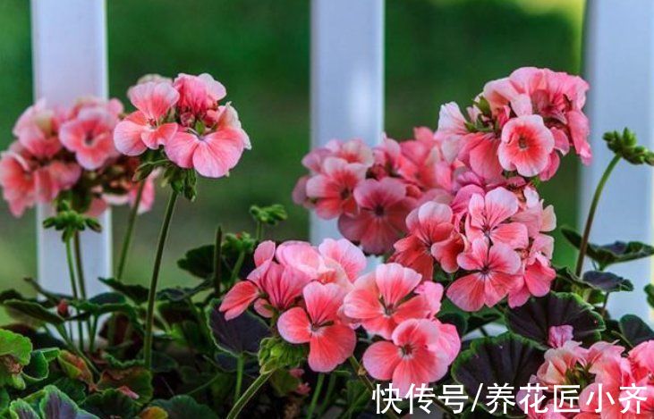 想养好天竺葵，要记住“4点”，即使是新手，也能养爆盆