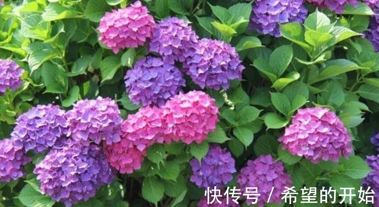 好养易爆盆的漂亮花卉,养在家里繁花似锦,对待新手很友好